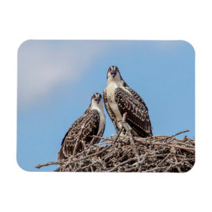 Juvenile Osprey in the nest Magnet