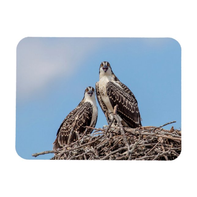 Juvenile Osprey in the nest Magnet (Horizontal)