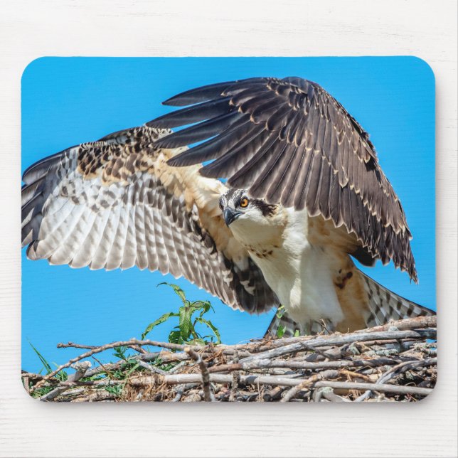 Juvenile Osprey in the nest Mouse Pad (Front)