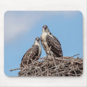 Juvenile Osprey in the nest Mouse Pad