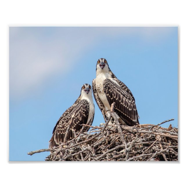 Juvenile Osprey in the nest Photo Print (Front)