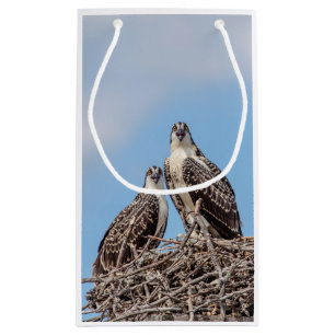Juvenile Osprey in the nest Small Gift Bag