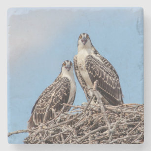 Juvenile Osprey in the nest Stone Coaster