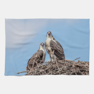 Juvenile Osprey in the nest Tea Towel