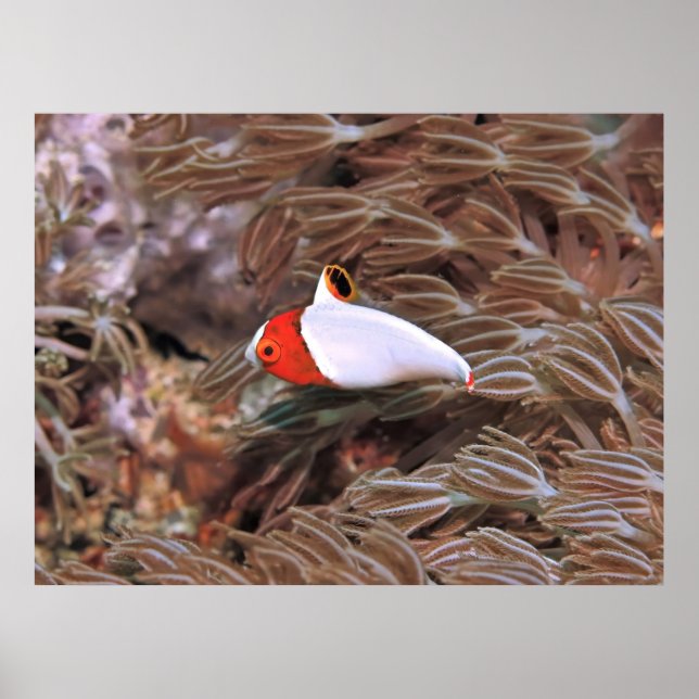 Juvenile Parrotfish Poster (Front)