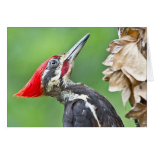 Juvenile Pileated Woodpecker Profile Gifts Apparel