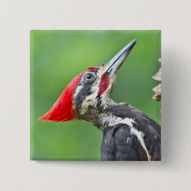 Juvenile Pileated Woodpecker Profile Gifts Apparel 15 Cm Square Badge (Front)