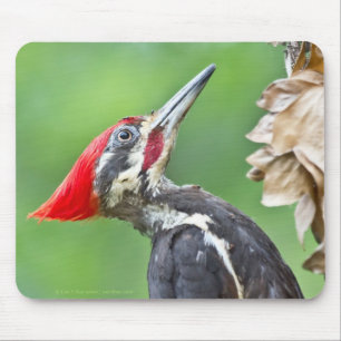 Juvenile Pileated Woodpecker Profile Gifts Apparel Mouse Pad