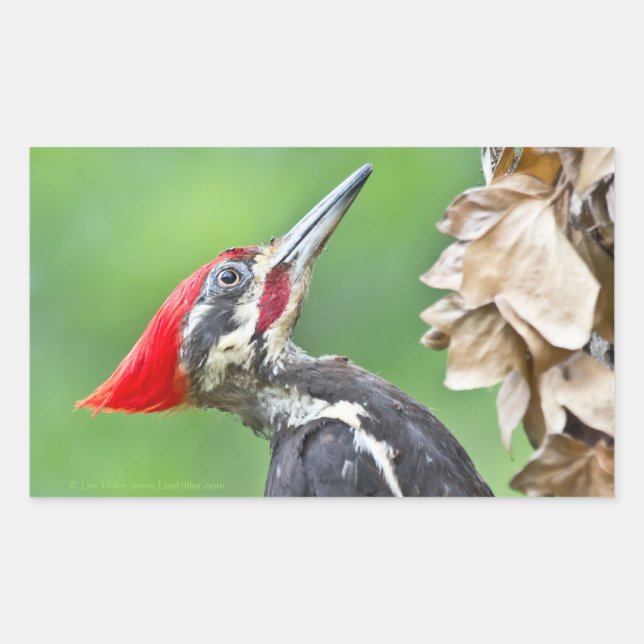 Juvenile Pileated Woodpecker Profile Gifts Apparel Rectangular Sticker (Front)