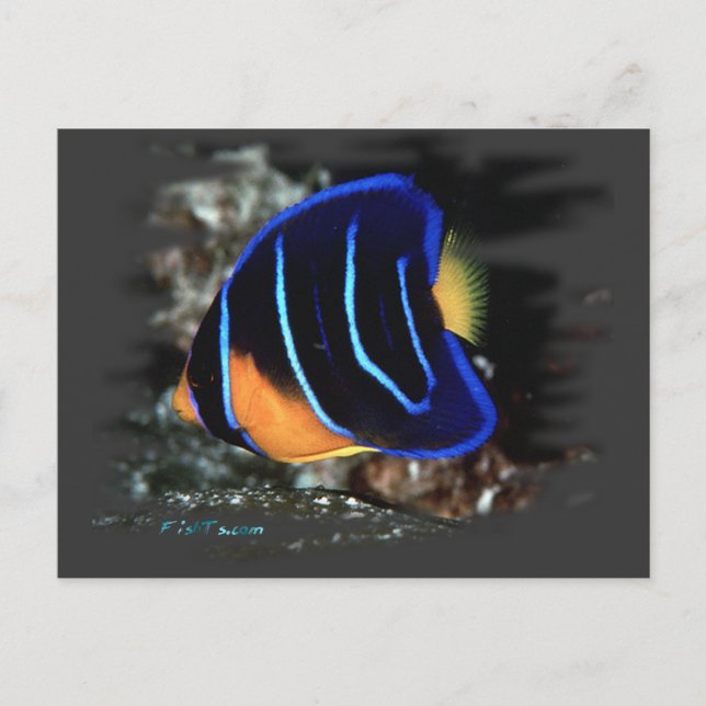 Juvenile Queen Angelfish Postcard (Front)