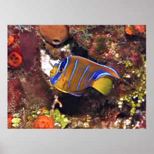 Juvenile Queen Angelfish Poster