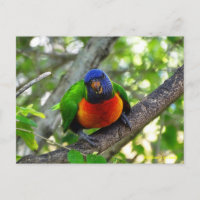Juvenile Rainbow Lorikeet