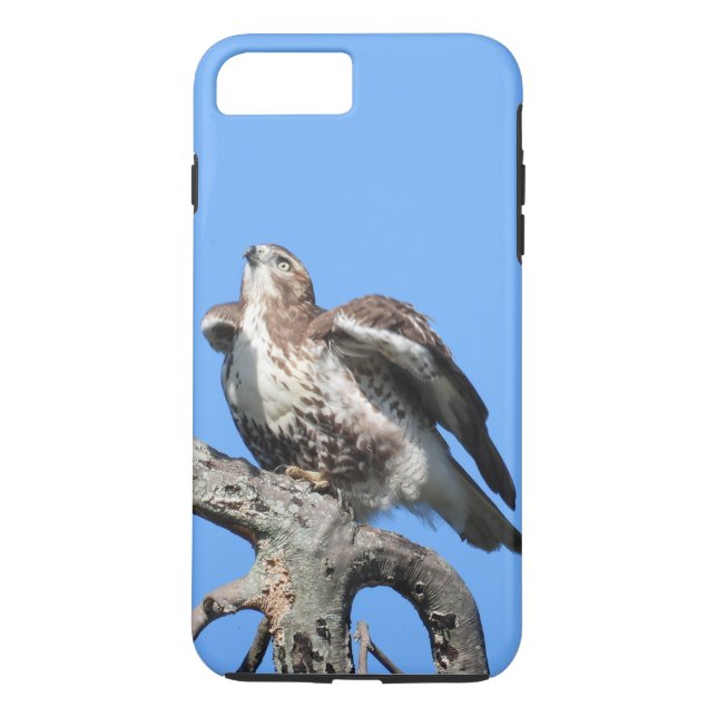 Juvenile Red Tail Hawk Case-Mate iPhone Case (Back)