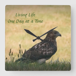 Juvenile Red Tail Hawk, Hunting in Grass Square Wall Clock