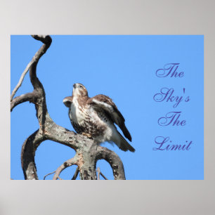 Juvenile Red Tail Hawk Motivational Poster