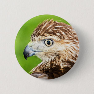 Juvenile Red Tailed Hawk 6 Cm Round Badge