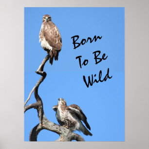 Juvenile Red Tailed Hawk composite Poster