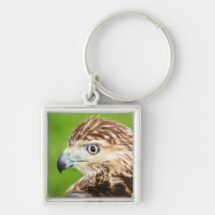 Juvenile Red Tailed Hawk Key Ring