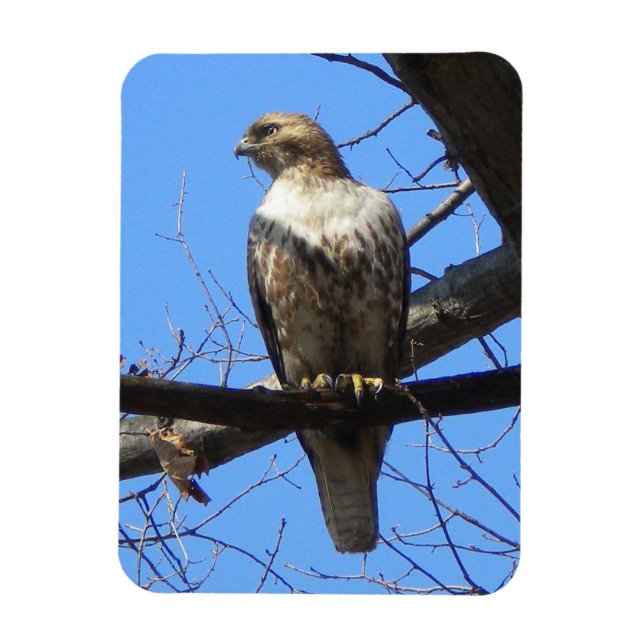 Juvenile Red Tailed Hawk Magnet (Vertical)