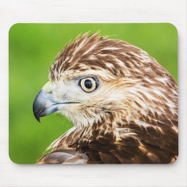 Juvenile Red Tailed Hawk Mouse Pad (Front)