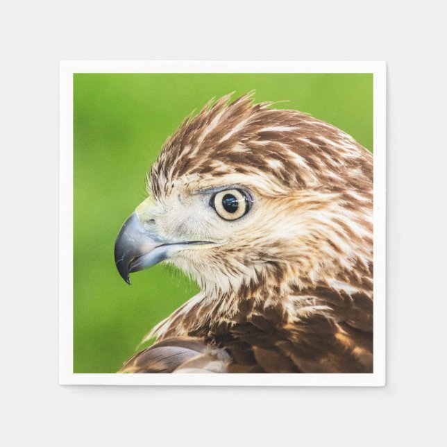 Juvenile Red Tailed Hawk Napkin (Front)
