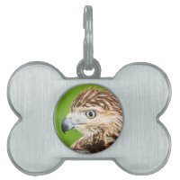 Juvenile Red Tailed Hawk
