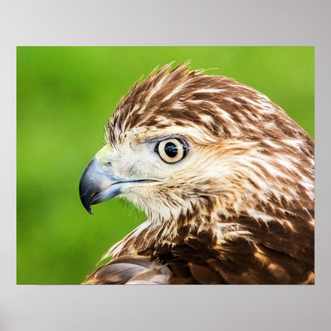 Juvenile Red Tailed Hawk Poster (Front)