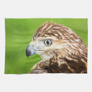 Juvenile Red Tailed Hawk Tea Towel