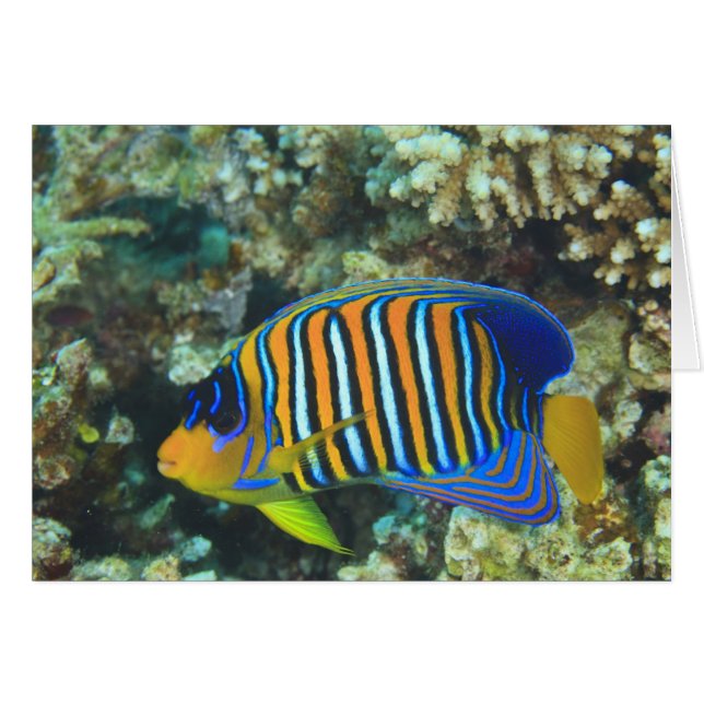 Juvenile Regal Angelfish Pygoplites (Front Horizontal)