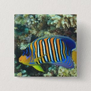 Juvenile Regal Angelfish Pygoplites 15 Cm Square Badge