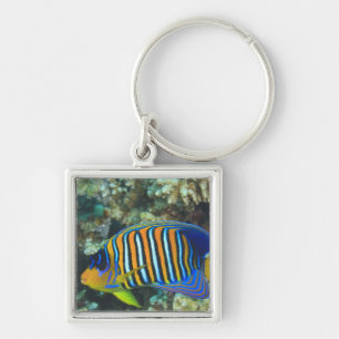 Juvenile Regal Angelfish Pygoplites Key Ring