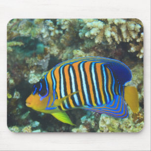 Juvenile Regal Angelfish Pygoplites Mouse Pad