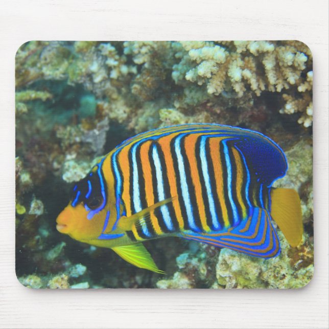 Juvenile Regal Angelfish Pygoplites Mouse Pad (Front)