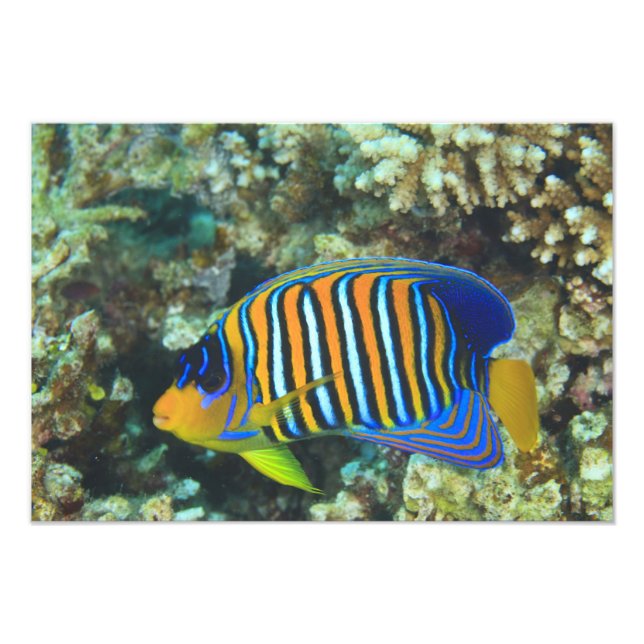 Juvenile Regal Angelfish Pygoplites Photo Print (Front)