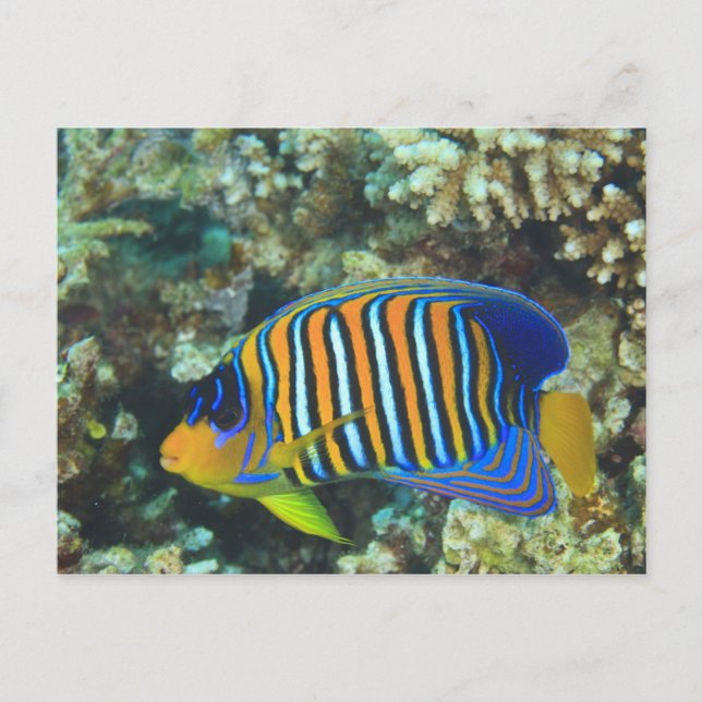 Juvenile Regal Angelfish Pygoplites Postcard (Front)