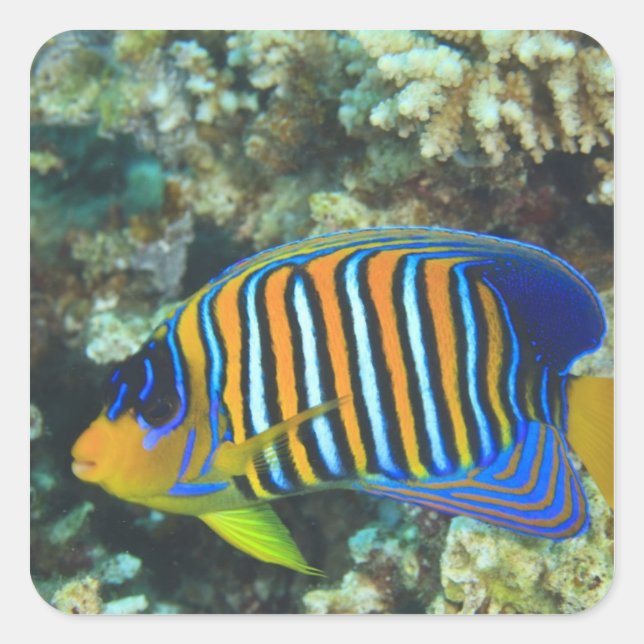 Juvenile Regal Angelfish Pygoplites Square Sticker (Front)
