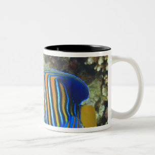 Juvenile Regal Angelfish Pygoplites Two-Tone Coffee Mug