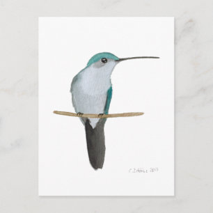 Juvenile Ruby-throated Hummingbird Postcard