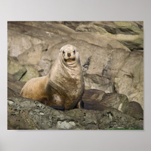 Juvenile Sea Lion - Fine Art Print