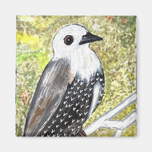 Juvenile Startling Magnet