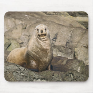 Juvenile Steller Sea Lion - Mouse Pad