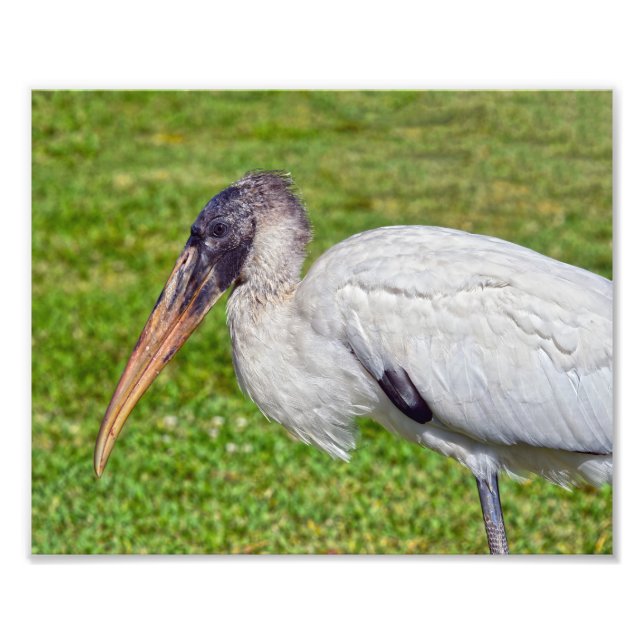 Juvenile Wood Stork Photo Print (Front)