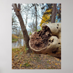Juxtposition of Decay and Life Poster