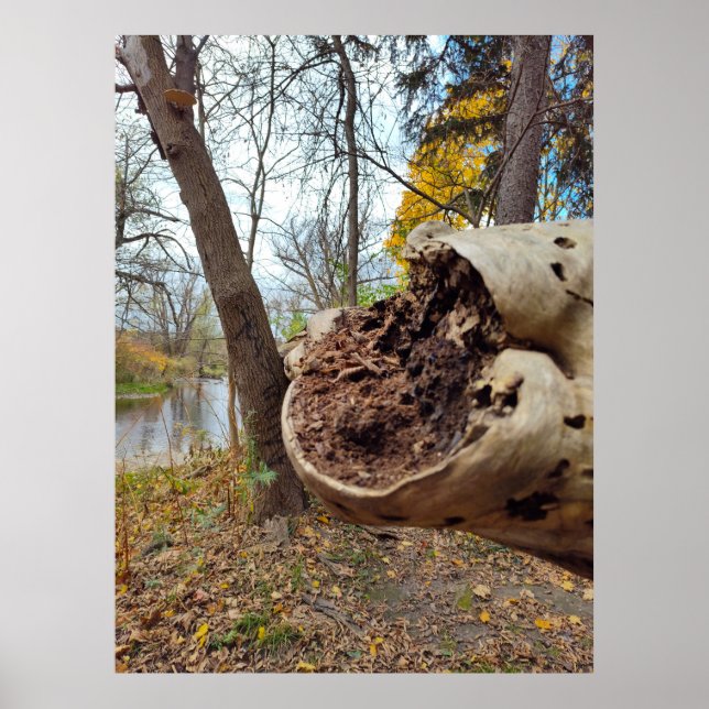 Juxtposition of Decay and Life Poster (Front)