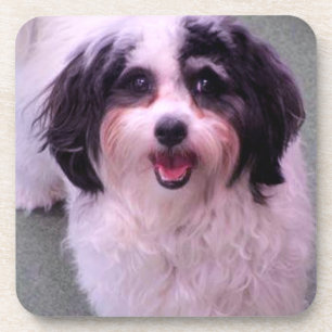 K-Cee Smiles Cute Dog Set Coaster