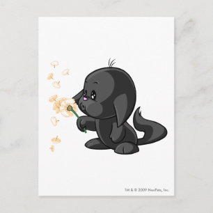 Kacheek Shadow Postcard