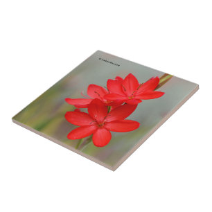 Kaffir Lily / River Lily / Hesperantha Coccinea Ceramic Tile
