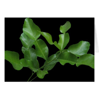Kaffir Lime Leaves