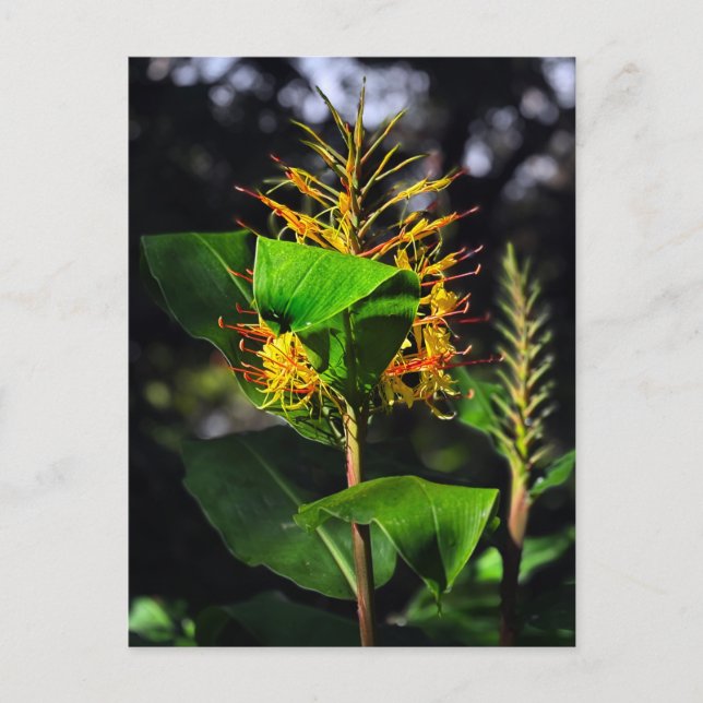 Kahili Ginger Postcard (Front)