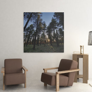 Kaibab National Forest Sunset  Faux Canvas Print